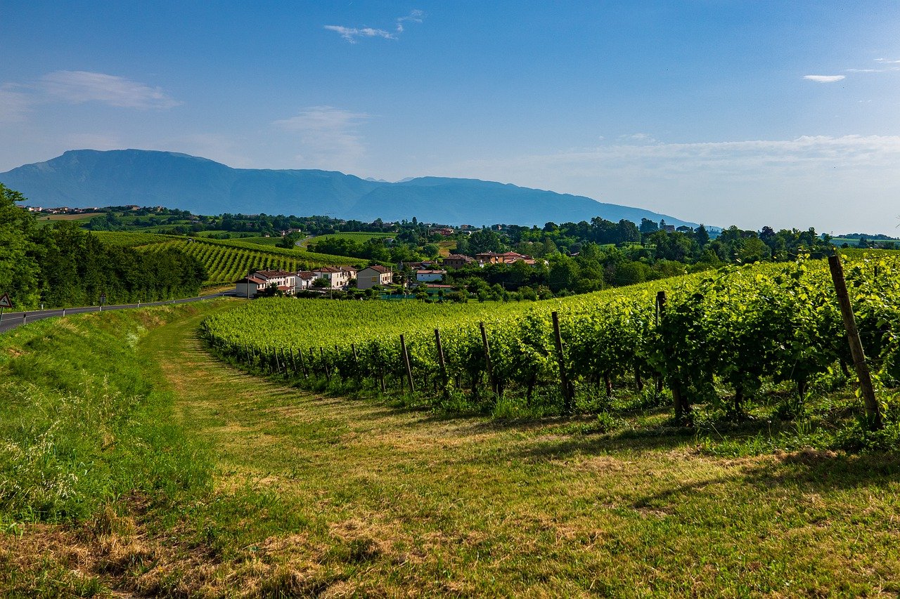 Vinos italianos: cuál probar y dónde